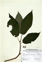 藏品(牛乳榕)的圖片